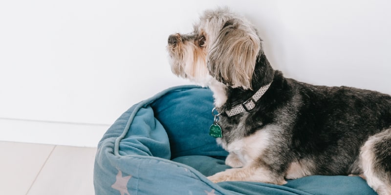 casa de acogida para un perro